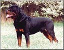 German Rottweiler photo.