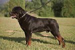 German Rottweiler photo.