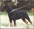 German Rottweiler photo