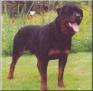 German Rottweiler photo.