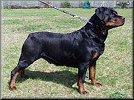 German Rottweiler photo.