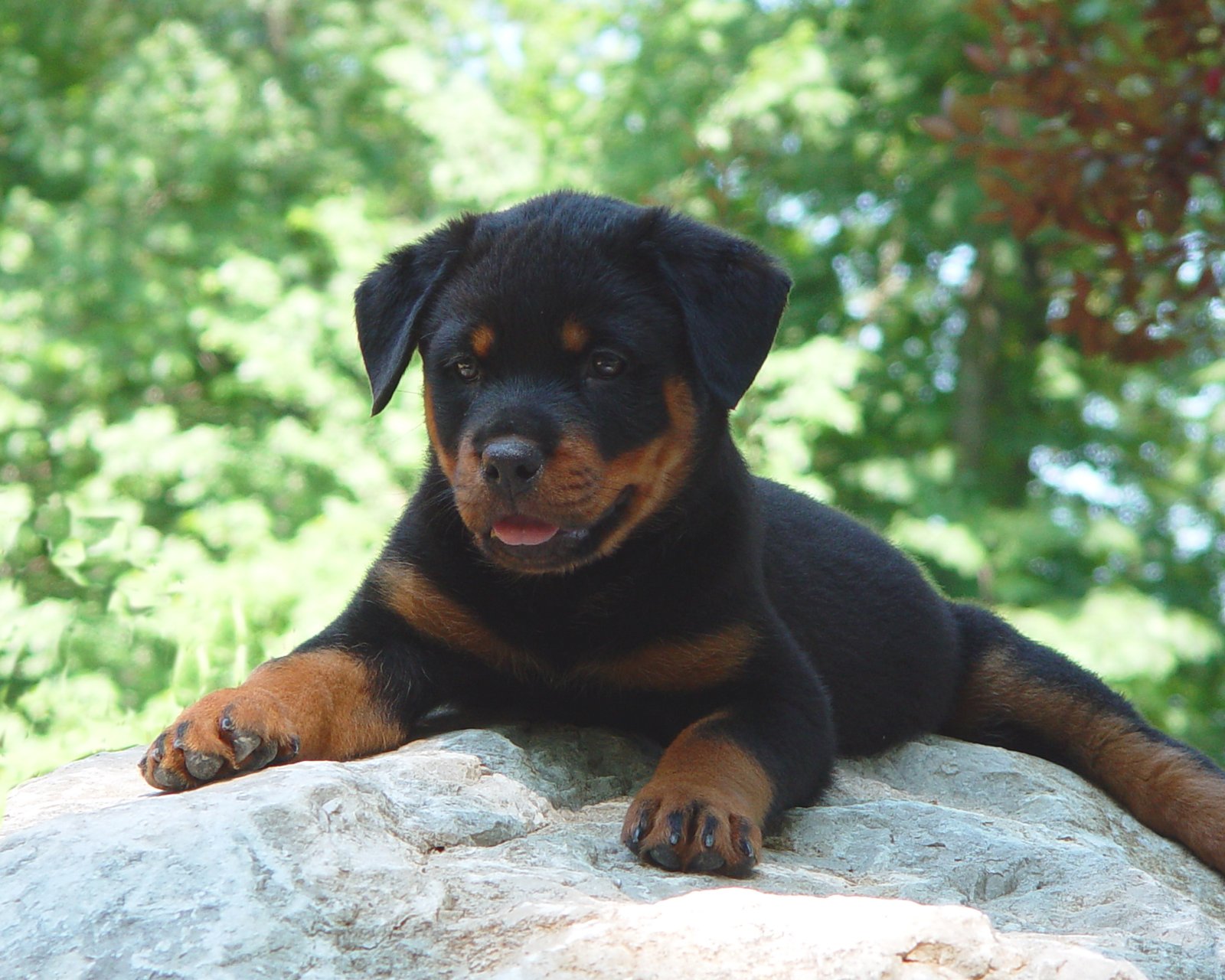Rottweiler Puppy