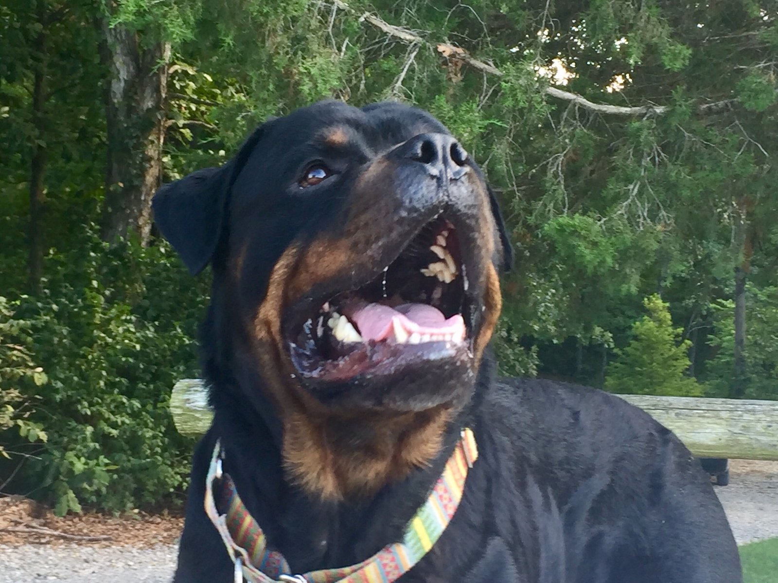 Photo of Rottweiler stud dog, Bogart von Humpfrey Boehmhaus